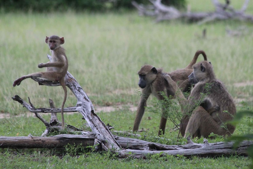 Picture 2 for Activity 3-Days Safari To Mikumi National Park (Driving Safari)