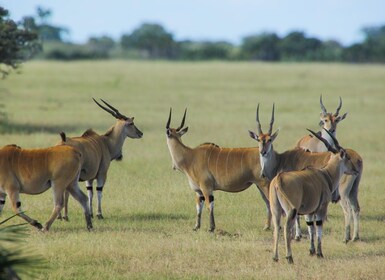 Three Days Safari To Mikumi National Park (Driving Safari)