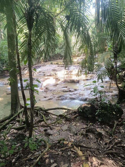 Picture 3 for Activity Roberto Barrios Waterfalls from Palenque