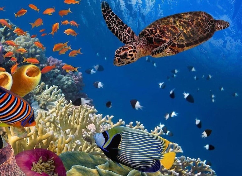 Picture 4 for Activity Mnemba Snorkeling Tour, Turtle Snorkeling Tour, Clear Kayak