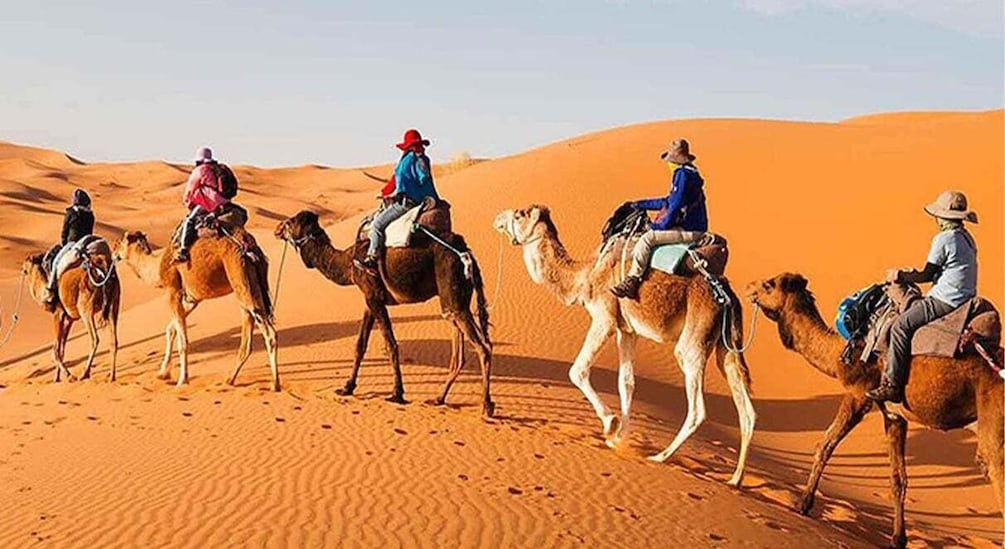 From Agadir or Taghazout : Camel Ride at the Sunset