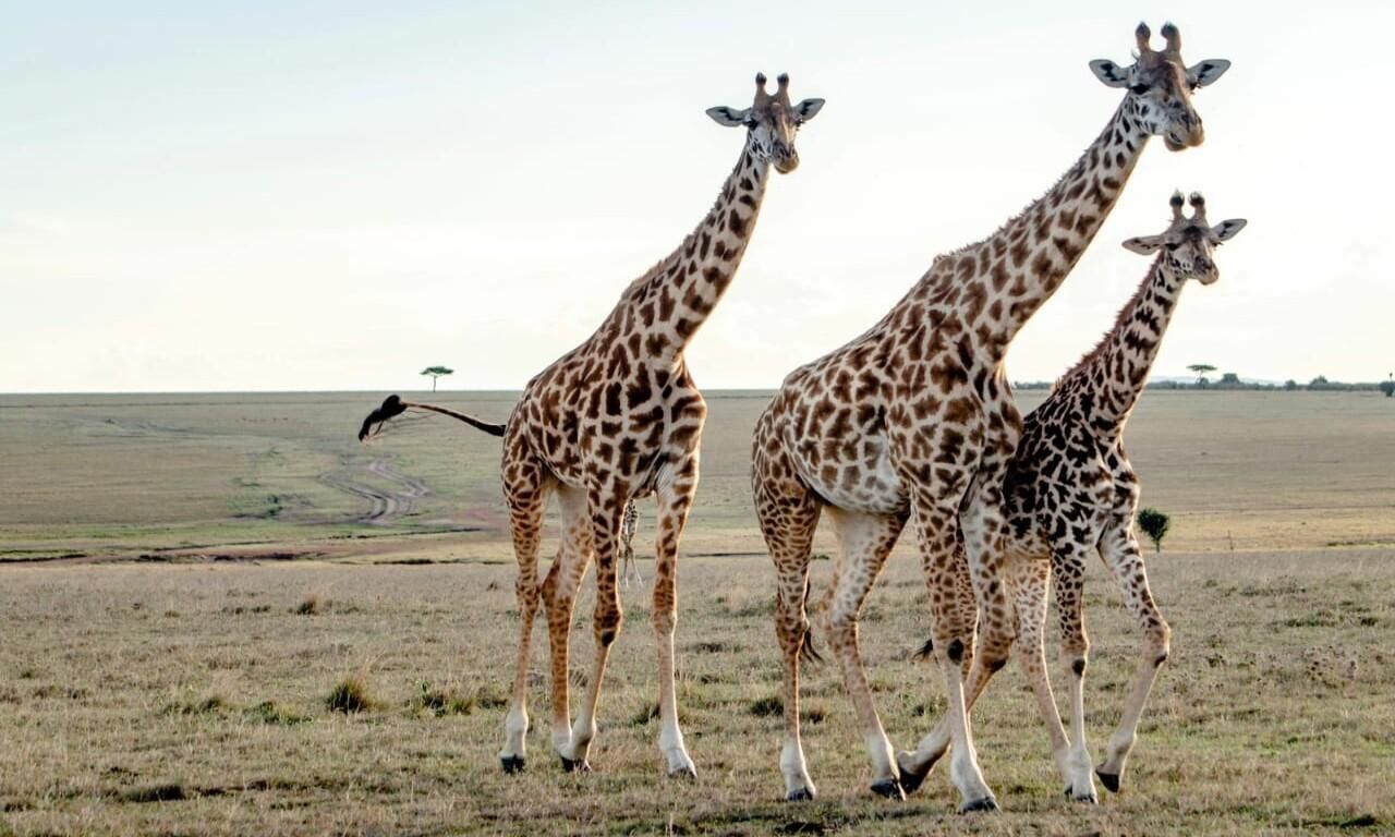 Giraffe Center City Day Tour
