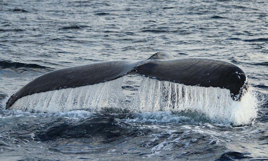 Picture 5 for Activity San Jose del Cabo Whale Watching