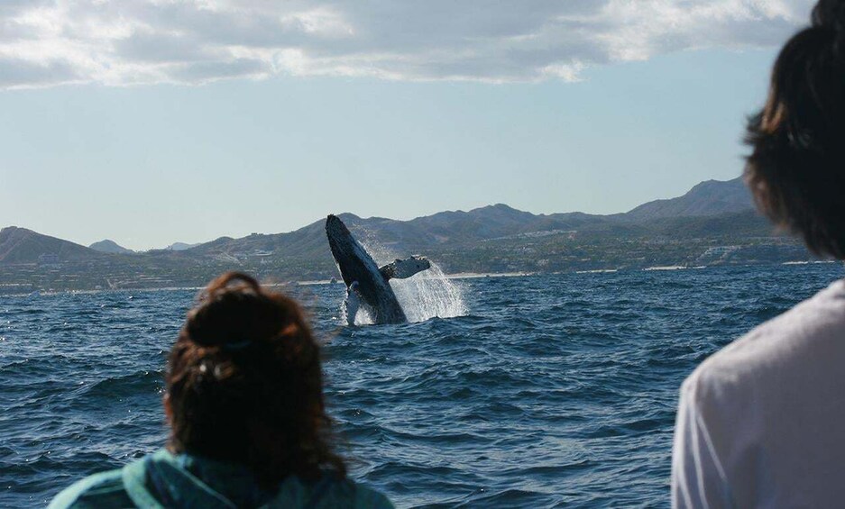 Picture 1 for Activity San Jose del Cabo Whale Watching