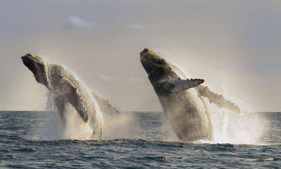 San Jose del Cabo Whale Watching