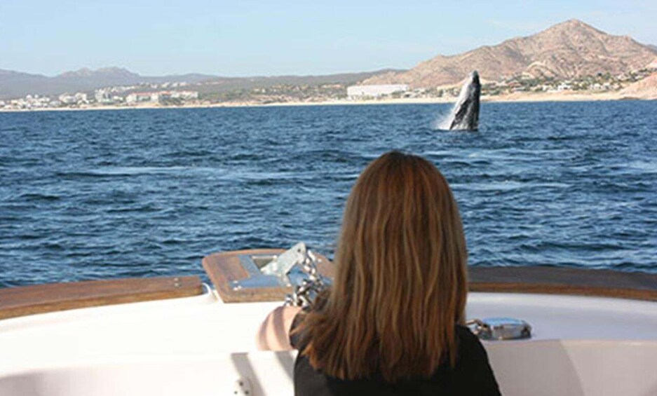 Picture 6 for Activity San Jose del Cabo Whale Watching