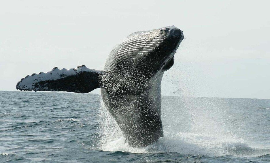 Picture 7 for Activity San Jose del Cabo Whale Watching