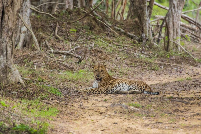 Picture 7 for Activity Kumana National Park Half day Jeep safari