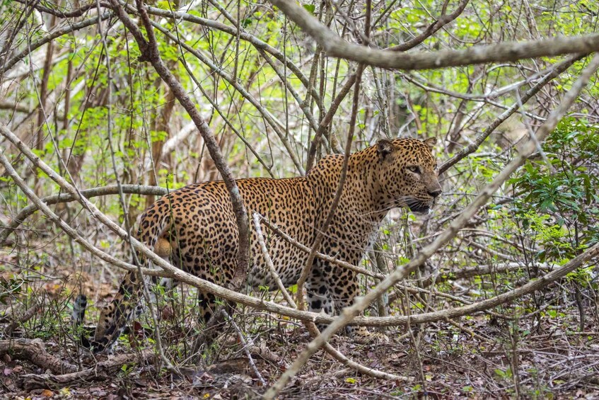 Picture 2 for Activity Kumana National Park Half day Jeep safari