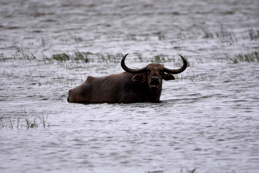 Picture 3 for Activity Kumana National Park Half day Jeep safari