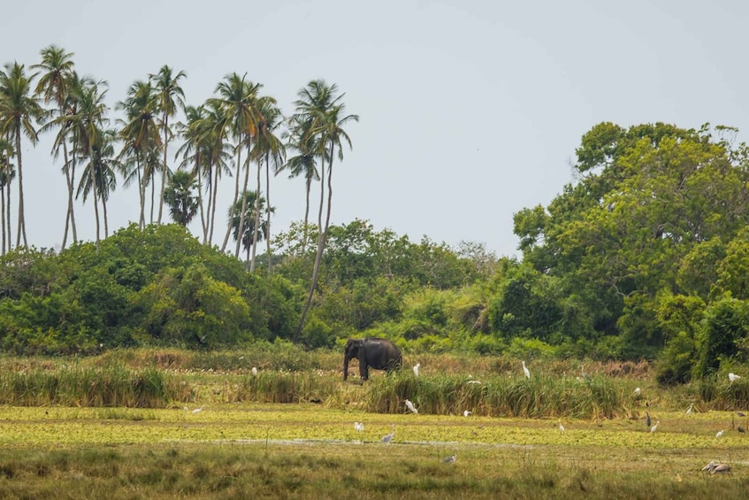 Picture 1 for Activity Kumana National Park Half day Jeep safari