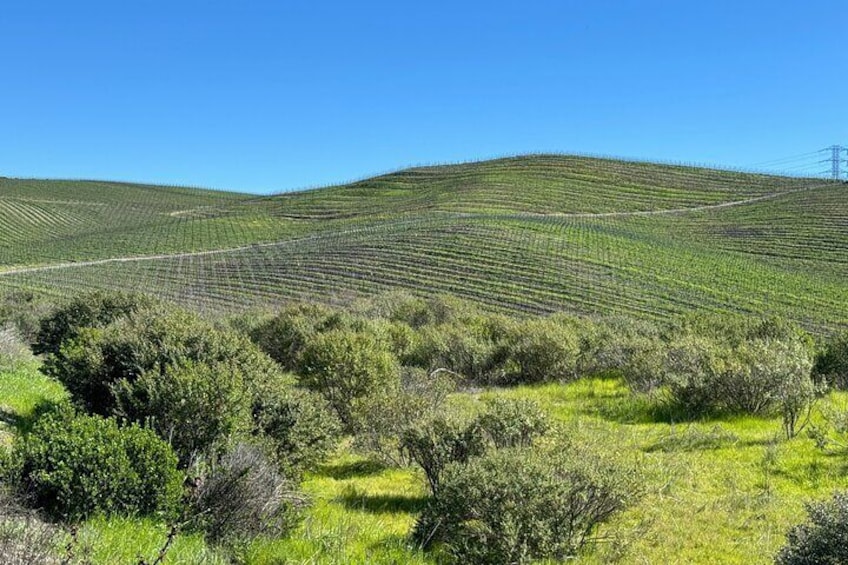 Rolling Hills & Vineyards