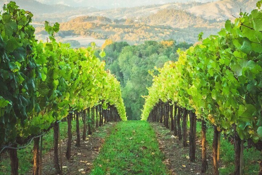 Healdsburg Vineyard