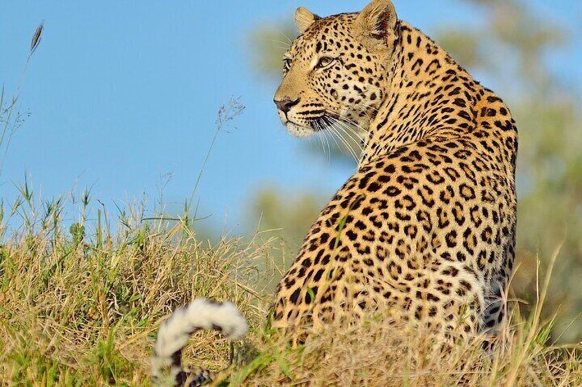 2 Day Small Group Garden Route Big 5 Safari Tour from Cape Town