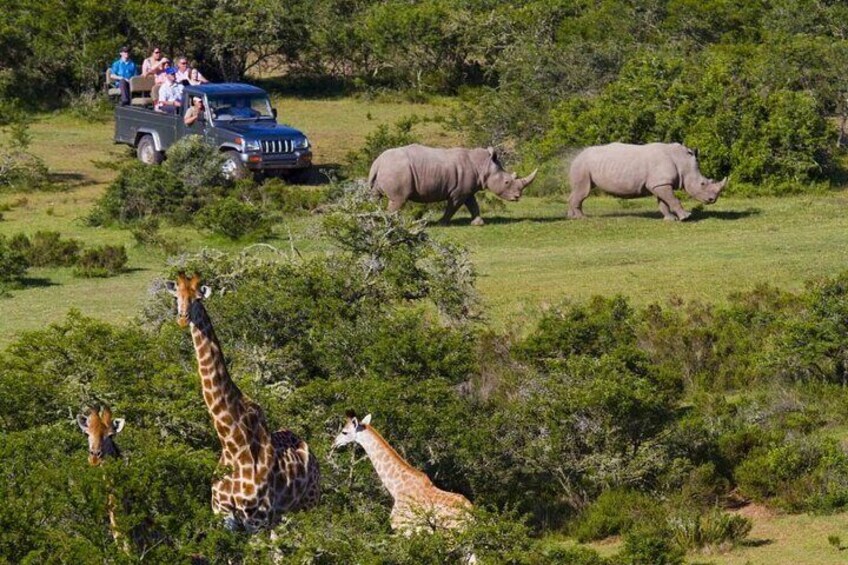 2 Day Small Group Garden Route Big 5 Safari Tour from Cape Town