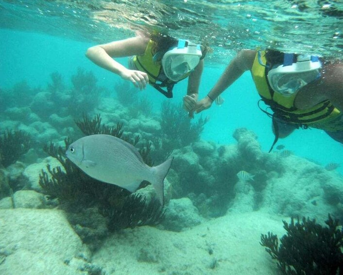 Picture 4 for Activity Akumal Beach: Swimming with Turtles Tour with Beach Time