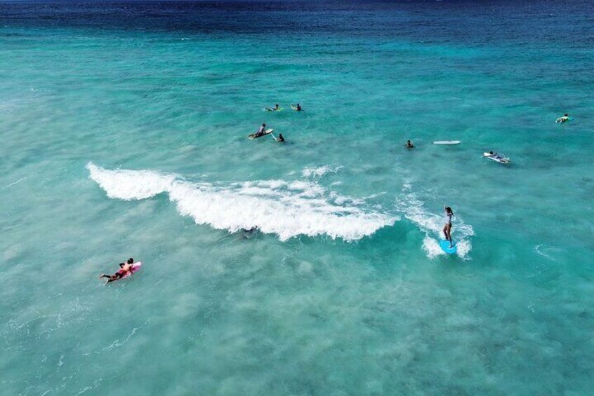 Surf with the sea turtles 