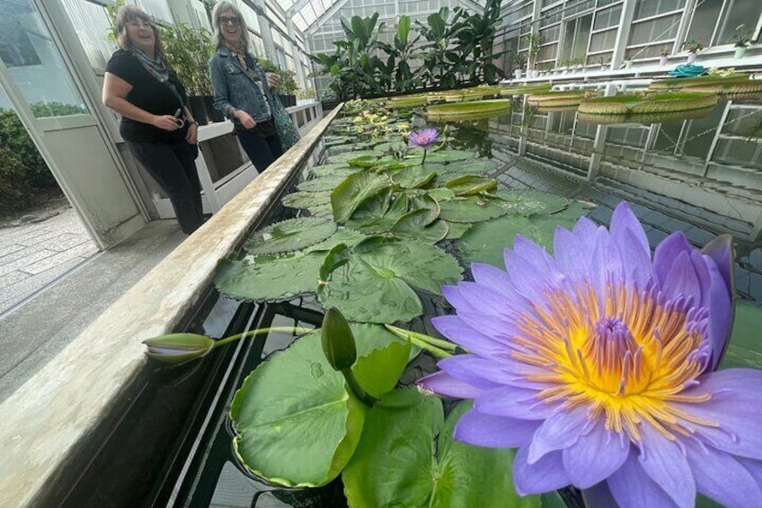 lotus green house＾＾