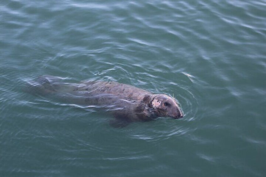 Meet the Seals