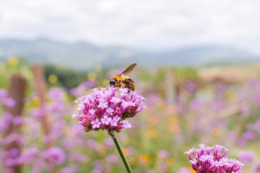 Blossoms & Bites! A Springtime Winery Luncheon For Fwo