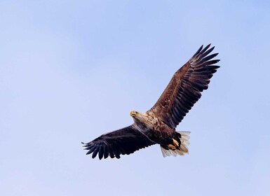 Sea Eagle Sunset Cruise