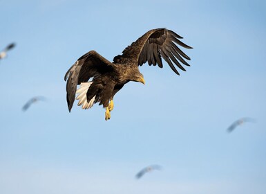 Sea Eagle Sunset Cruise