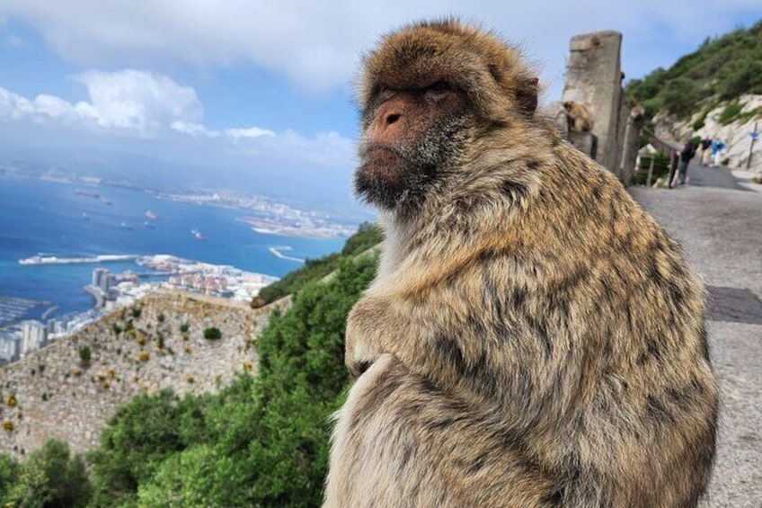 7 Hour Guided Shore Excursion in Gibraltar with 12 stops