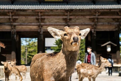 Nara Heritage Walkabout from Nara Park to Todaji Temple