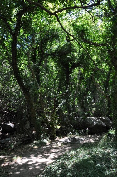 Picture 17 for Activity Elounda: Private tour to Rihti Waterfalls and Mochlos