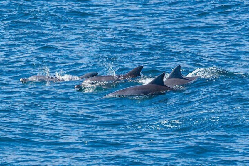 Jervis Bay Dolphins
