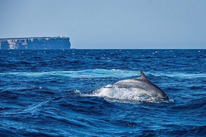 Private Jervis Bay Dolphin Watching Escape Tour