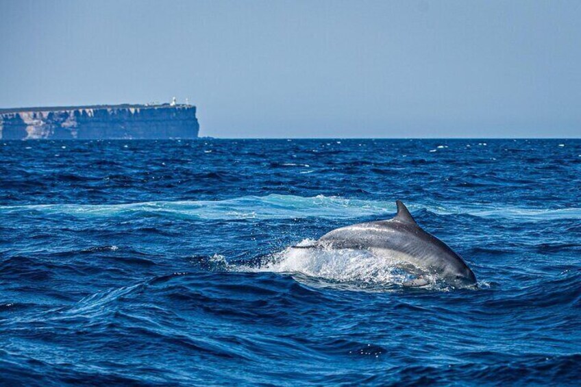 Private Jervis Bay Dolphin Watching Escape