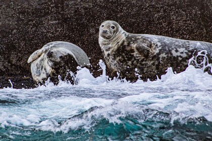 Wild Atlantic Way: Wildlife Eco Cruise