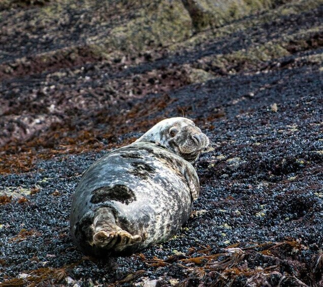 Picture 1 for Activity Wild Atlantic Way: Wildlife Eco Cruise