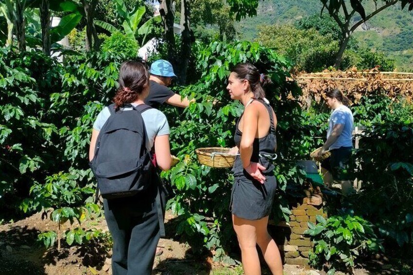 Group picture into the coffee plantation
