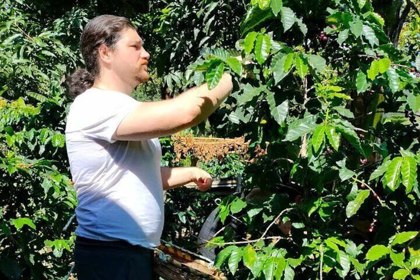 Picking up some coffee cherries beans