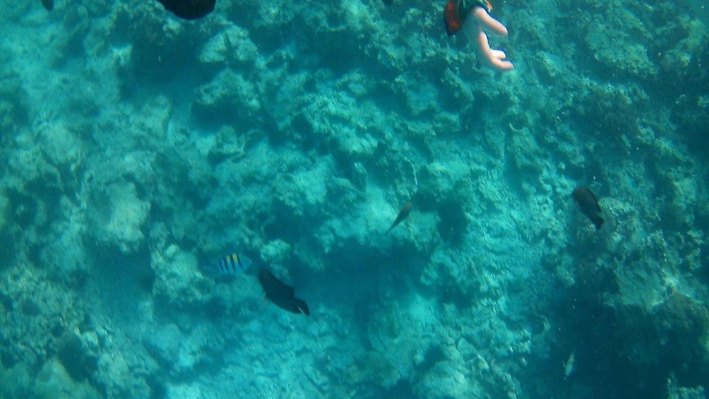 Picture 21 for Activity Crete: Snorkeling and Boat Tour experience