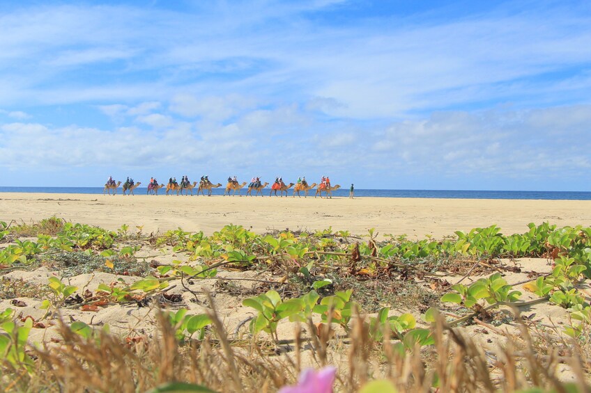 Beach ATV & Camel Ride COMBO in Cabo by Cactus Tours Park