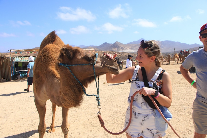 Beach UTV & Camel Ride COMBO in Cabo by Cactus Tours Park