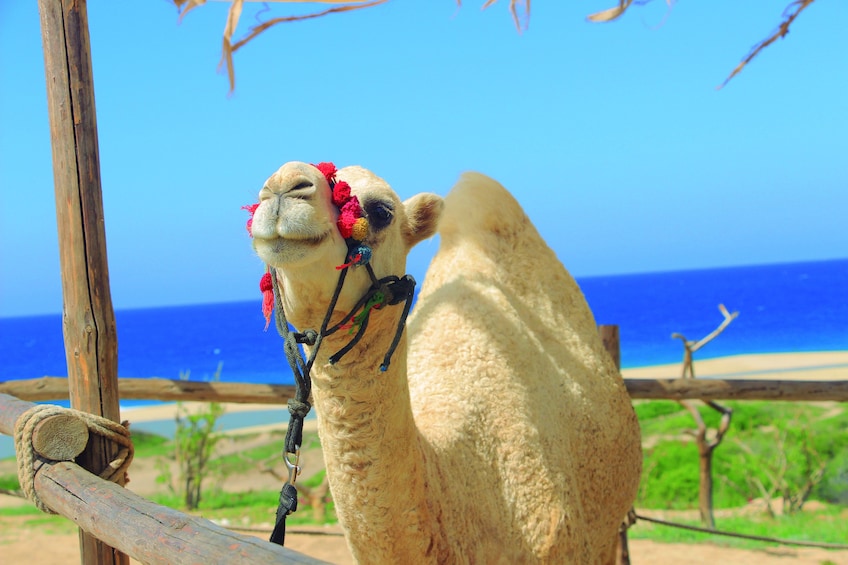 Beach CAN-AM SXS X3 & Camel Ride in Cabo by Cactus Tours Park              