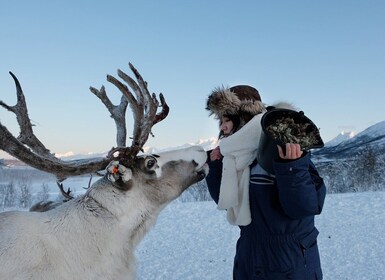 From Tromsø: Reindeer Feeding and Sami Experience with Lunch