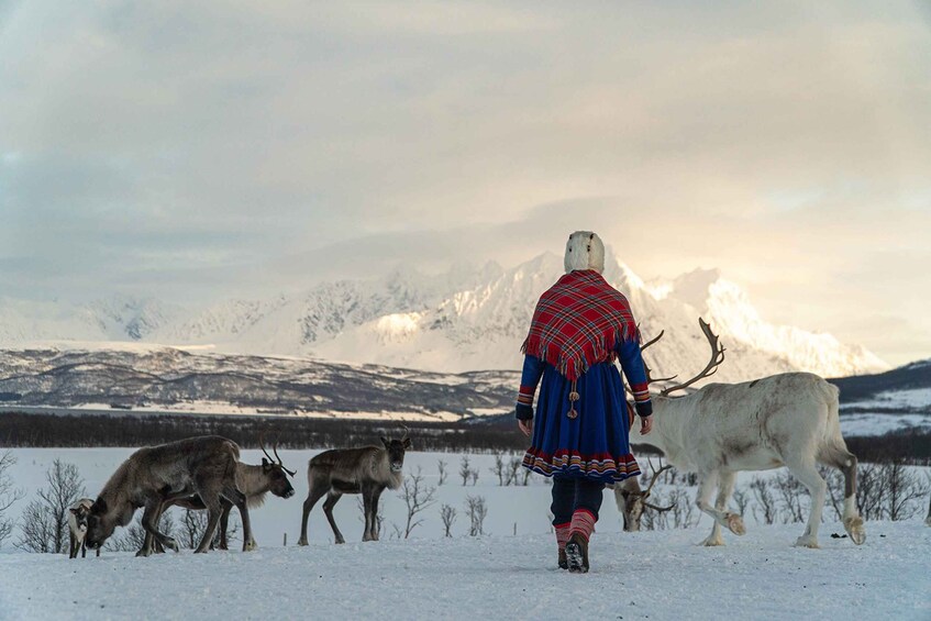 Picture 2 for Activity From Tromsø: Reindeer Feeding and Sami Experience with Lunch