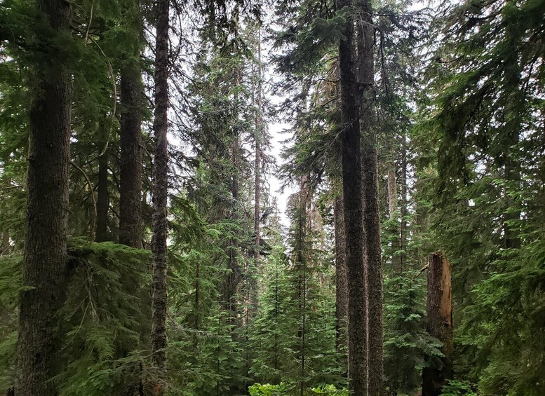 Picture 2 for Activity From Seattle: Cascades Hiking & Snoqualmie Falls Tour