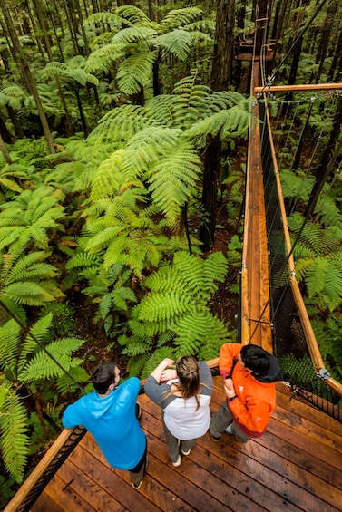 Picture 15 for Activity From Auckland: Rotorua Highlights Group Tour