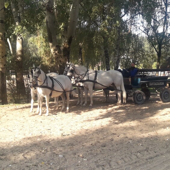 Picture 11 for Activity Countryside ranch, horse show & lunch