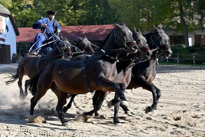 Countryside ranch, horse show & lunch