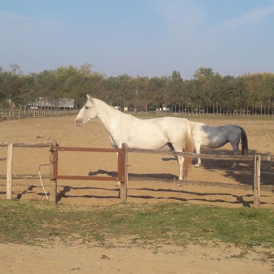 Picture 6 for Activity Countryside ranch, horse show & lunch