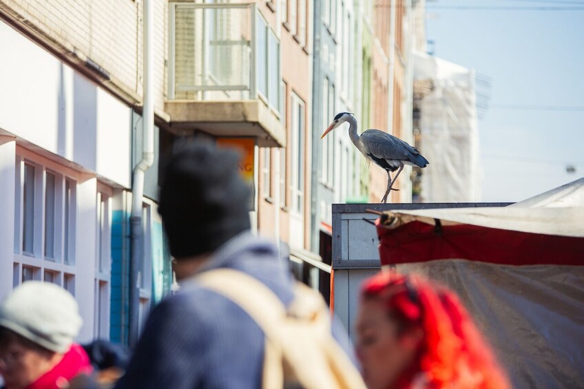 Eating Amsterdam: Albert Cuyp Market & The Pijp Food Tour