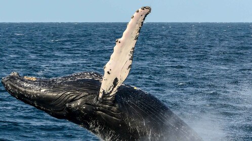 Boa Vista : Journée d'observation des baleines