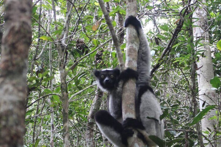 Indri Indri, the biggest lemur of Madagascar